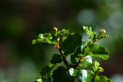 Nothofagus antartica - pabuk jižní - listy léto